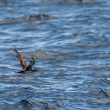 Puffin des Baléares au large du Morbihan